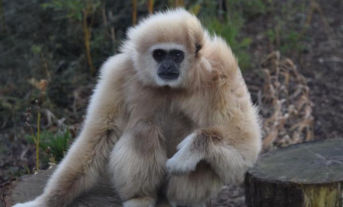 Lar Gibbon